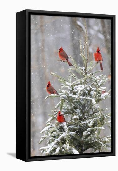 Northern cardinal males in spruce tree in winter snow, Marion County, Illinois.-Richard & Susan Day-Framed Stretched Canvas