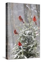 Northern cardinal males in spruce tree in winter snow, Marion County, Illinois.-Richard & Susan Day-Stretched Canvas