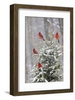 Northern cardinal males in spruce tree in winter snow, Marion County, Illinois.-Richard & Susan Day-Framed Photographic Print