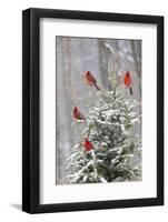 Northern cardinal males in spruce tree in winter snow, Marion County, Illinois.-Richard & Susan Day-Framed Photographic Print