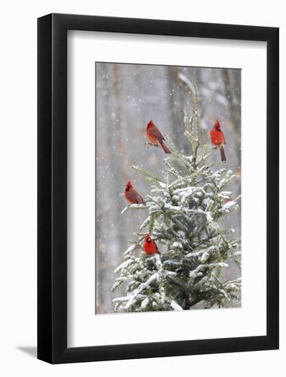 Northern cardinal males in spruce tree in winter snow, Marion County, Illinois.-Richard & Susan Day-Framed Photographic Print