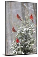 Northern cardinal males in spruce tree in winter snow, Marion County, Illinois.-Richard & Susan Day-Mounted Photographic Print