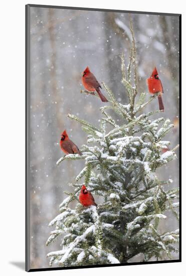 Northern cardinal males in spruce tree in winter snow, Marion County, Illinois.-Richard & Susan Day-Mounted Photographic Print