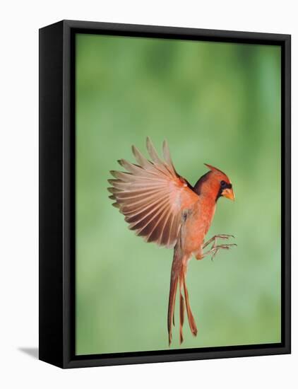 Northern Cardinal, New Braunfels, Hill Country, Texas, USA-Rolf Nussbaumer-Framed Stretched Canvas