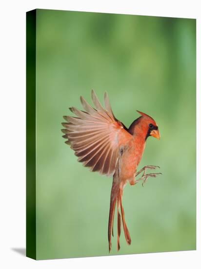 Northern Cardinal, New Braunfels, Hill Country, Texas, USA-Rolf Nussbaumer-Stretched Canvas