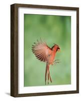 Northern Cardinal, New Braunfels, Hill Country, Texas, USA-Rolf Nussbaumer-Framed Photographic Print