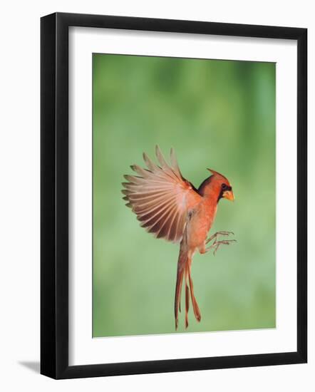 Northern Cardinal, New Braunfels, Hill Country, Texas, USA-Rolf Nussbaumer-Framed Photographic Print