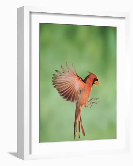 Northern Cardinal, New Braunfels, Hill Country, Texas, USA-Rolf Nussbaumer-Framed Photographic Print