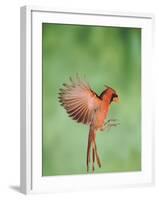 Northern Cardinal, New Braunfels, Hill Country, Texas, USA-Rolf Nussbaumer-Framed Photographic Print