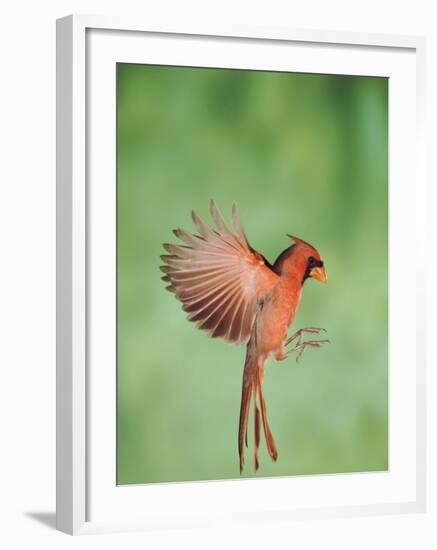 Northern Cardinal, New Braunfels, Hill Country, Texas, USA-Rolf Nussbaumer-Framed Photographic Print