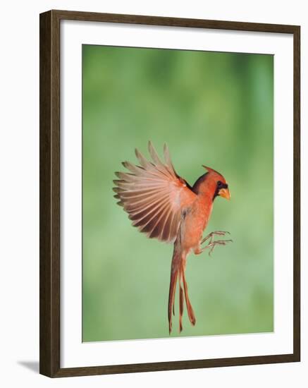 Northern Cardinal, New Braunfels, Hill Country, Texas, USA-Rolf Nussbaumer-Framed Photographic Print