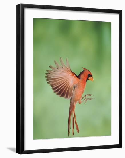 Northern Cardinal, New Braunfels, Hill Country, Texas, USA-Rolf Nussbaumer-Framed Photographic Print