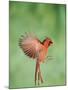 Northern Cardinal, New Braunfels, Hill Country, Texas, USA-Rolf Nussbaumer-Mounted Photographic Print