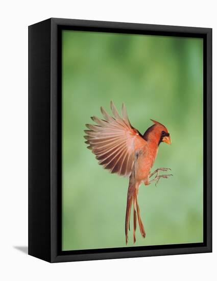 Northern Cardinal, New Braunfels, Hill Country, Texas, USA-Rolf Nussbaumer-Framed Stretched Canvas
