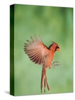 Northern Cardinal, New Braunfels, Hill Country, Texas, USA-Rolf Nussbaumer-Stretched Canvas