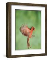 Northern Cardinal, New Braunfels, Hill Country, Texas, USA-Rolf Nussbaumer-Framed Photographic Print