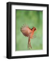 Northern Cardinal, New Braunfels, Hill Country, Texas, USA-Rolf Nussbaumer-Framed Photographic Print