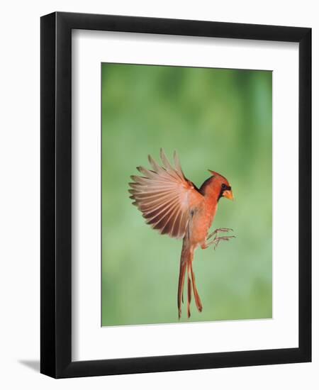 Northern Cardinal, New Braunfels, Hill Country, Texas, USA-Rolf Nussbaumer-Framed Photographic Print