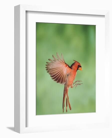 Northern Cardinal, New Braunfels, Hill Country, Texas, USA-Rolf Nussbaumer-Framed Photographic Print