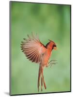Northern Cardinal, New Braunfels, Hill Country, Texas, USA-Rolf Nussbaumer-Mounted Photographic Print