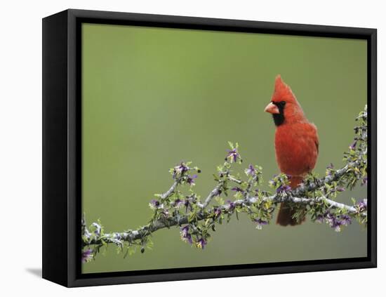Northern Cardinal on Blooming Guayacan, Rio Grande Valley, Texas, USA-Rolf Nussbaumer-Framed Stretched Canvas