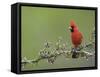 Northern Cardinal on Blooming Guayacan, Rio Grande Valley, Texas, USA-Rolf Nussbaumer-Framed Stretched Canvas