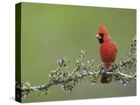 Northern Cardinal on Blooming Guayacan, Rio Grande Valley, Texas, USA-Rolf Nussbaumer-Stretched Canvas