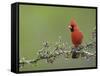 Northern Cardinal on Blooming Guayacan, Rio Grande Valley, Texas, USA-Rolf Nussbaumer-Framed Stretched Canvas