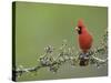 Northern Cardinal on Blooming Guayacan, Rio Grande Valley, Texas, USA-Rolf Nussbaumer-Stretched Canvas