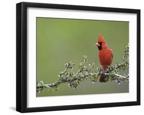 Northern Cardinal on Blooming Guayacan, Rio Grande Valley, Texas, USA-Rolf Nussbaumer-Framed Photographic Print