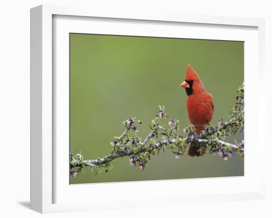 Northern Cardinal on Blooming Guayacan, Rio Grande Valley, Texas, USA-Rolf Nussbaumer-Framed Photographic Print