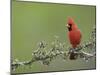 Northern Cardinal on Blooming Guayacan, Rio Grande Valley, Texas, USA-Rolf Nussbaumer-Mounted Photographic Print