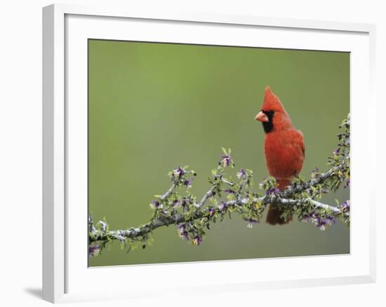 Northern Cardinal on Blooming Guayacan, Rio Grande Valley, Texas, USA-Rolf Nussbaumer-Framed Photographic Print