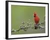 Northern Cardinal on Blooming Guayacan, Rio Grande Valley, Texas, USA-Rolf Nussbaumer-Framed Photographic Print