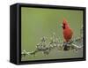 Northern Cardinal on Blooming Guayacan, Rio Grande Valley, Texas, USA-Rolf Nussbaumer-Framed Stretched Canvas