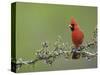 Northern Cardinal on Blooming Guayacan, Rio Grande Valley, Texas, USA-Rolf Nussbaumer-Stretched Canvas