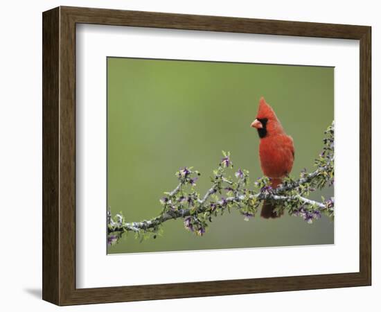 Northern Cardinal on Blooming Guayacan, Rio Grande Valley, Texas, USA-Rolf Nussbaumer-Framed Photographic Print