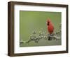 Northern Cardinal on Blooming Guayacan, Rio Grande Valley, Texas, USA-Rolf Nussbaumer-Framed Photographic Print