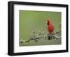 Northern Cardinal on Blooming Guayacan, Rio Grande Valley, Texas, USA-Rolf Nussbaumer-Framed Photographic Print