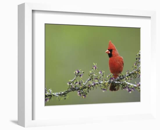 Northern Cardinal on Blooming Guayacan, Rio Grande Valley, Texas, USA-Rolf Nussbaumer-Framed Photographic Print