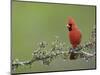 Northern Cardinal on Blooming Guayacan, Rio Grande Valley, Texas, USA-Rolf Nussbaumer-Mounted Photographic Print