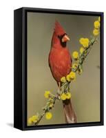 Northern Cardinal on Blooming Huisache, Lake Corpus Christi, Texas, USA-Rolf Nussbaumer-Framed Stretched Canvas