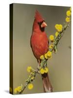 Northern Cardinal on Blooming Huisache, Lake Corpus Christi, Texas, USA-Rolf Nussbaumer-Stretched Canvas