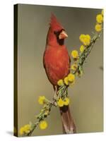 Northern Cardinal on Blooming Huisache, Lake Corpus Christi, Texas, USA-Rolf Nussbaumer-Stretched Canvas