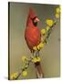 Northern Cardinal on Blooming Huisache, Lake Corpus Christi, Texas, USA-Rolf Nussbaumer-Stretched Canvas