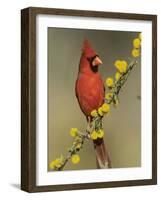 Northern Cardinal on Blooming Huisache, Lake Corpus Christi, Texas, USA-Rolf Nussbaumer-Framed Photographic Print