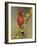 Northern Cardinal on Blooming Huisache, Lake Corpus Christi, Texas, USA-Rolf Nussbaumer-Framed Photographic Print