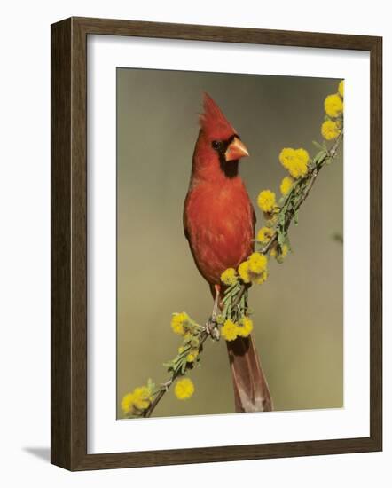 Northern Cardinal on Blooming Huisache, Lake Corpus Christi, Texas, USA-Rolf Nussbaumer-Framed Photographic Print