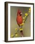 Northern Cardinal on Blooming Huisache, Lake Corpus Christi, Texas, USA-Rolf Nussbaumer-Framed Photographic Print