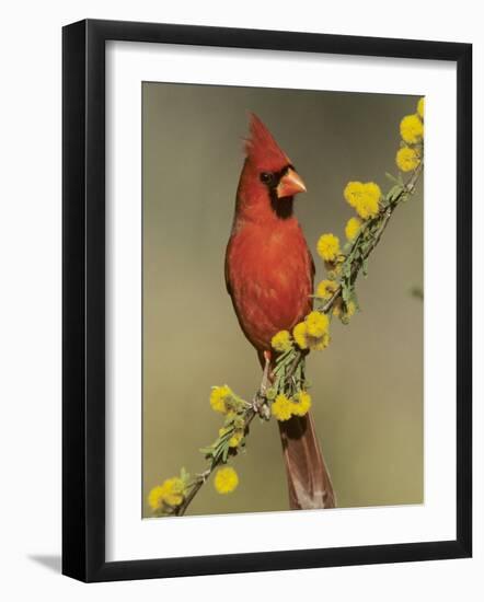 Northern Cardinal on Blooming Huisache, Lake Corpus Christi, Texas, USA-Rolf Nussbaumer-Framed Photographic Print